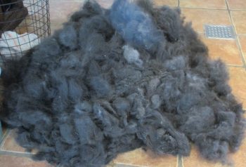 Hundesalon alt for hunden - før og efter Newfi