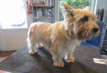 Hundesalon alt for hunden - før og efter Sille