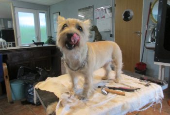 Hundesalon alt for hunden - før og efter Sille