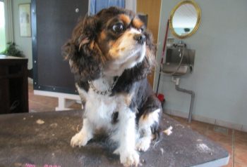 Hundesalon alt for hunden - før og efter Jessie