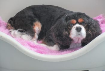 Hundesalon alt for hunden - før og efter Jessie