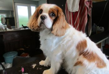 Hundesalon alt for hunden - før og efter Charlie