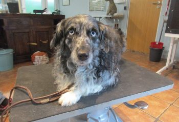 Hundesalon alt for hunden - før og efter Cooki