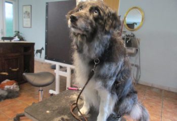 Hundesalon alt for hunden - før og efter Cooki