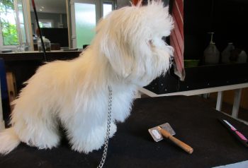 Hundesalon alt for hunden - før og efter Harald