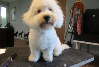 Hundesalon alt for hunden - før og efter Harald