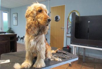 Hundesalon alt for hunden - før og efter Nelly