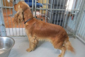 Hundesalon alt for hunden - før og efter Nelly