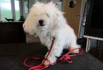 Hundesalon alt for hunden - før og efter Alba