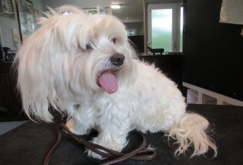 Hundesalon alt for hunden - før og efter Dexter