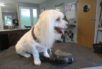 Hundesalon alt for hunden - før og efter Dexter
