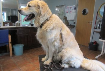 Hundesalon alt for hunden - før og efter Basse
