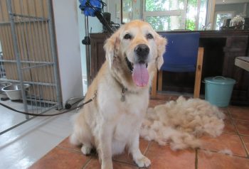 Hundesalon alt for hunden - før og efter Basse