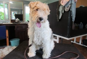 Hundesalon alt for hunden - før og efter Sally