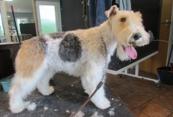 Hundesalon alt for hunden - før og efter Sally