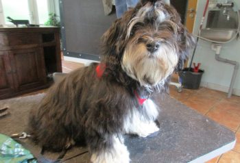 Hundesalon alt for hunden - før og efter Max