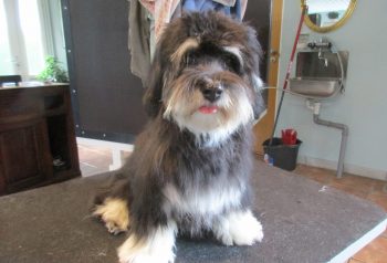 Hundesalon alt for hunden - før og efter Max