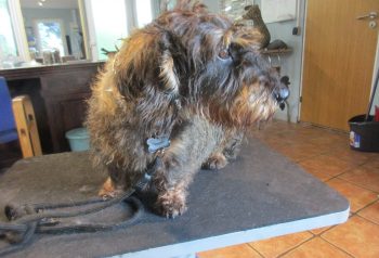 Hundesalon alt for hunden - før og efter Kenzo