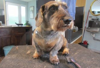 Hundesalon alt for hunden - før og efter Kenzo