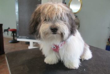 Hundesalon alt for hunden - før og efter Bella