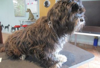 Hundesalon alt for hunden - før og efter Yes