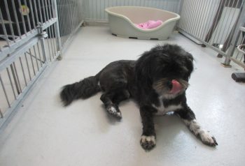 Hundesalon alt for hunden - før og efter Yes