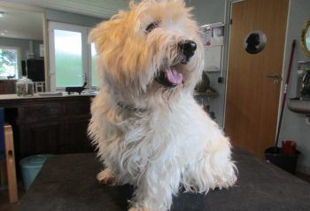 Hundesalon alt for hunden - før og efter Bastian