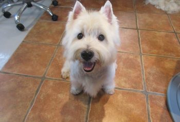 Hundesalon alt for hunden - før og efter Bastian
