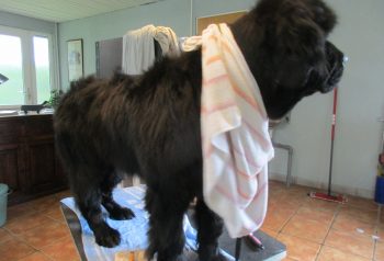 Hundesalon alt for hunden - før og efter Newfi