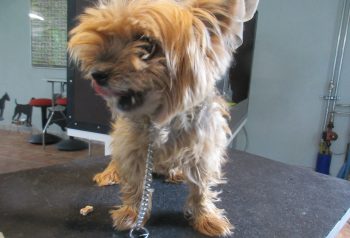 Hundesalon alt for hunden - før og efter Evita