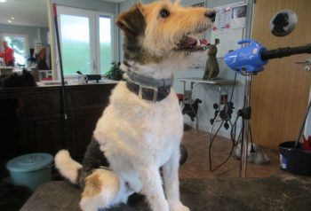 Hundesalon alt for hunden - før og efter Gilmert