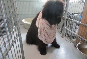 Hundesalon alt for hunden - før og efter Balso