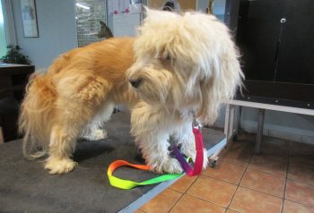 Hundesalon alt for hunden - før og efter Totte