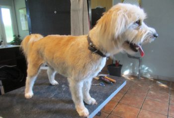 Hundesalon alt for hunden - før og efter Totte