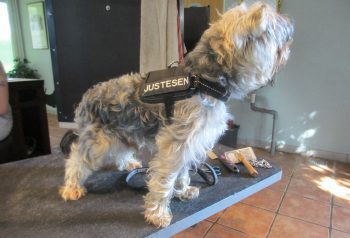 Hundesalon alt for hunden - før og efter Niko