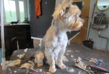 Hundesalon alt for hunden - før og efter Niko