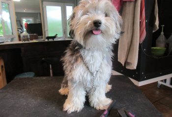 Hundesalon alt for hunden - før og efter Alfred