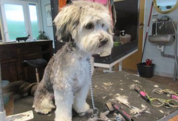 Hundesalon alt for hunden - før og efter Alfred