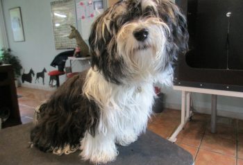 Hundesalon alt for hunden - før og efter Tesla