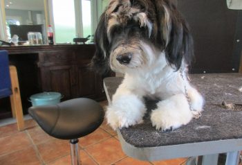 Hundesalon alt for hunden - før og efter Tesla
