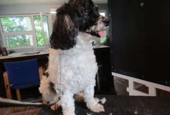Hundesalon alt for hunden - før og efter Bimse