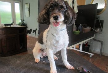 Hundesalon alt for hunden - før og efter Bimse