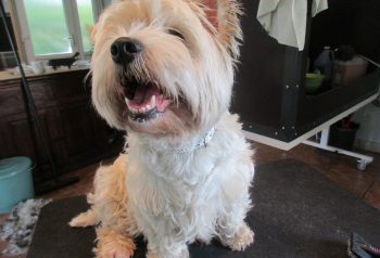 Hundesalon alt for hunden - før og efter Silke