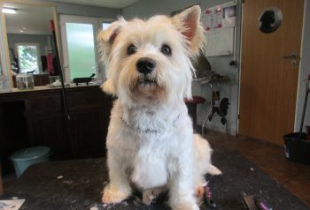 Hundesalon alt for hunden - før og efter Silke