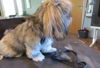 Hundesalon alt for hunden - før og efter Pablo