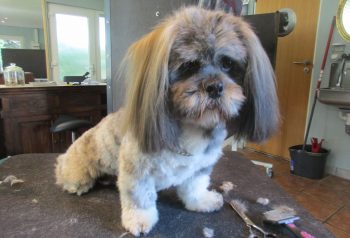 Hundesalon alt for hunden - før og efter Pablo