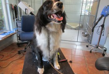 Hundesalon alt for hunden - før og efter Kolo