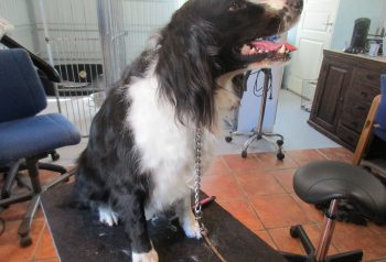 Hundesalon alt for hunden - før og efter Kolo