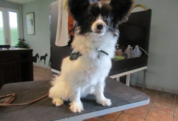 Hundesalon alt for hunden - før og efter Nikki