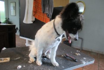 Hundesalon alt for hunden - før og efter Nikki